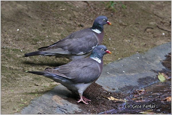 01_azores_wood_pigeon.jpg - Azores Wood Pigeon, Columba palumbus azorica, Mesto - Location: Sao Miguel, Azores