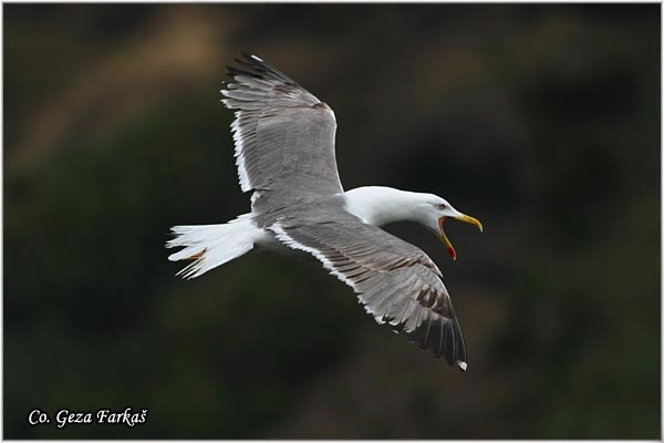 15_azores_yellow-legged_gull.jpg - Azores Yellow-legged Gull, Larus michahellis atlantis,  Sinji galeb, Mesto - Location: Sao Miguel, Azores
