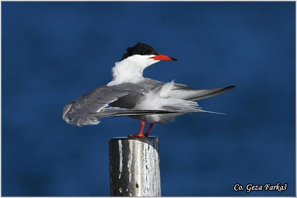 16_common_tern.jpg - Common Tern, Sterna hirundo,  Obicna cigra, Mesto - Location: Sao Miguel, Azores