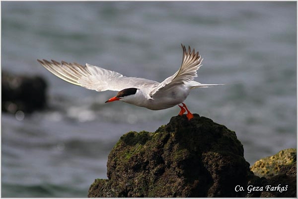 17_common_tern.jpg - Common Tern, Sterna hirundo,  Obicna cigra, Mesto - Location: Sao Miguel, Azores