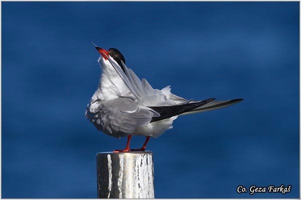 18_common_tern.jpg - Common Tern, Sterna hirundo,  Obicna cigra, Mesto - Location: Sao Miguel, Azores