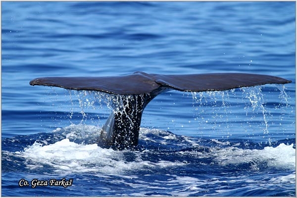 03_sperm_whale.jpg - Sperm whale, Physeter macrocephalus, Ulješura, Mesto - Location: Ponta Delgada, Sao Miguel, Azores