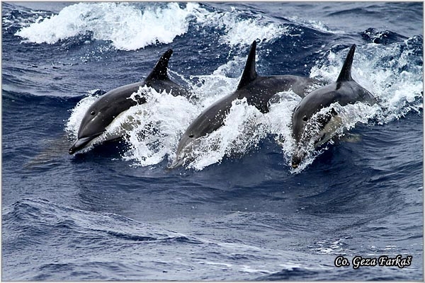 09_common_doplhin.jpg - Common doplhin, Delphinus delphis, Mesto - Location: Ponta Delgada, Sao Miguel, Azores