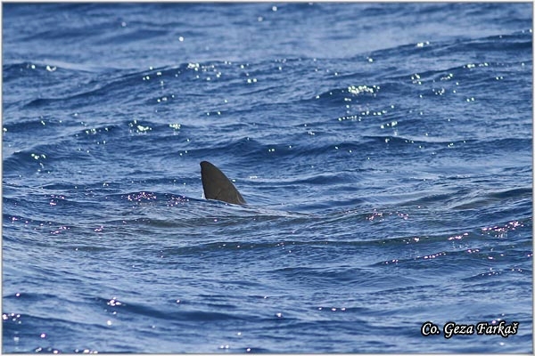 12_shark.jpg - Shark, Ajkula, Mesto - Location: Ponta Delgada, Sao Miguel, Azores