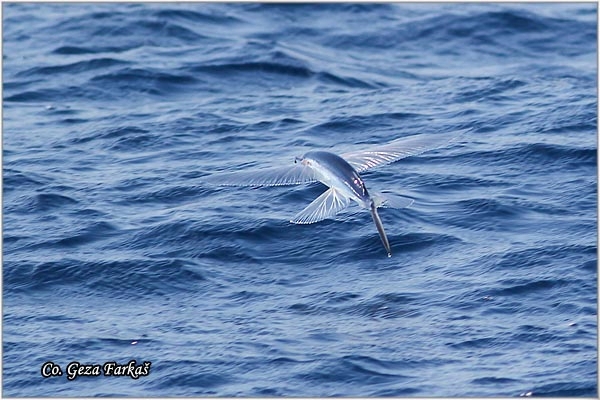 13_flying_fish.jpg - Flying fish, Cypselurus heterurus, Leteca riba, Mesto - Location: Ponta Delgada, Sao Miguel, Azores