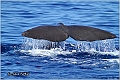 02_sperm_whale