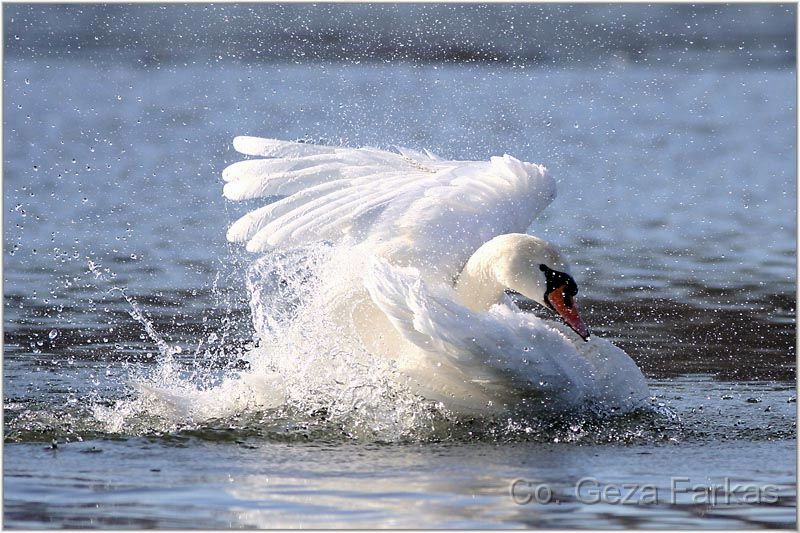 02_swan.jpg - Swan