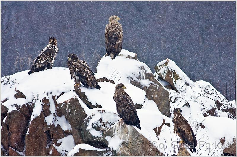 03_white_tailed_eagle.jpg - Five white tailed eagle in snow storm