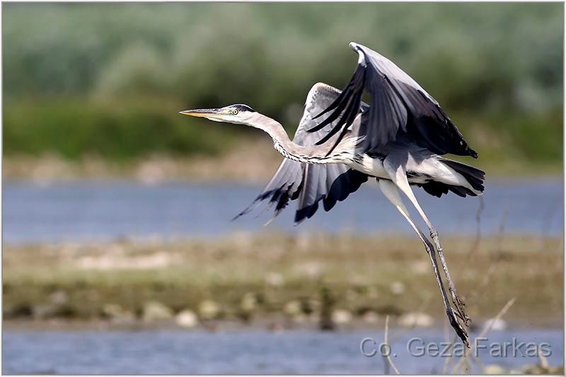06_grey_heron.jpg - Grey Heron, published in BIOLOGY TEXTBOOK for the Serbian primary students, BIGZ 2009