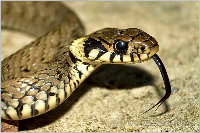 22_grass_snake.jpg - Grass snake, published in BIOLOGY TEXTBOOK for the Serbian primary students, BIGZ 2009