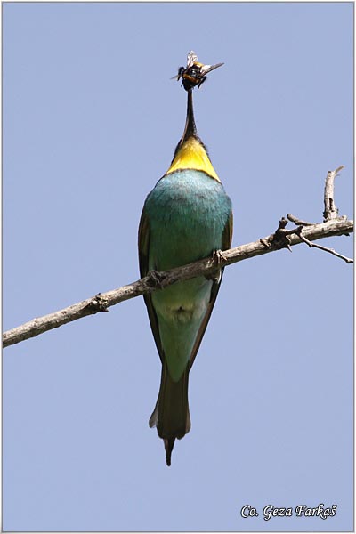 07_bee-eater.jpg - Bee-eater, Merops apiaster, Pcelarica, Mesto - Location: Gardinovci, Serbia