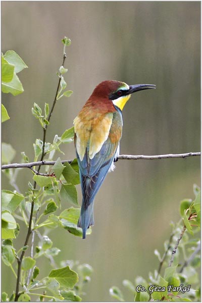 08_bee-eater.jpg - Bee-eater, Merops apiaster, Pèelarica, Mesto - Location: Temerin, Serbia