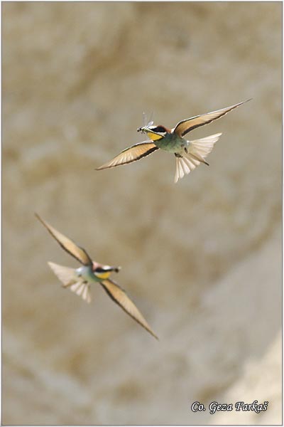 10_bee-eater.jpg - Bee-eater, Merops apiaster, Pcelarica, Mesto - Location: Temerin, Serbia