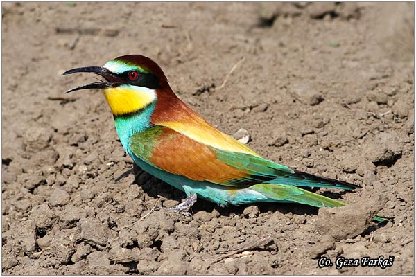 14_bee-eater.jpg - Bee-eater, Merops apiaster, Pcelarica, Mesto - Location: Rusanda, Serbia