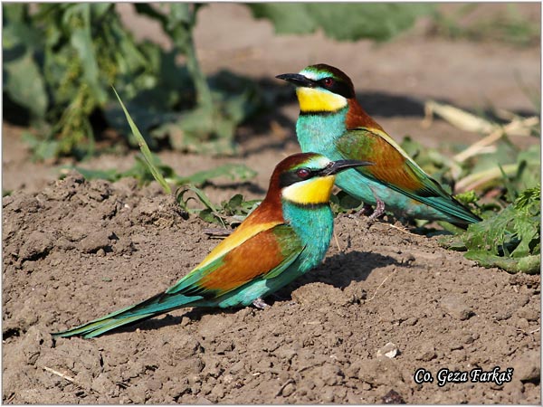 16_bee-eater.jpg - Bee-eater, Merops apiaster, Pcelarica, Mesto - Location: Gardinovci, Serbia