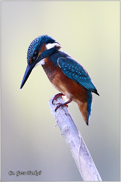 51_kingfisher.jpg - Kingfisher, Alcedo atthis, Vodomar, Mesto - Location: Backi Monotor, Serbia