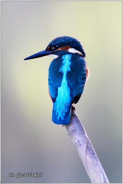 52_kingfisher.jpg - Kingfisher, Alcedo atthis, Vodomar, Mesto - Location: Backi Monotor, Serbia