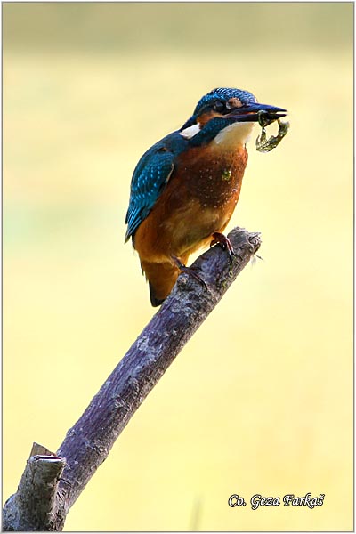 53_kingfisher.jpg - Kingfisher, Alcedo atthis, Vodomar, Mesto - Location: Backi Monotor, Serbia