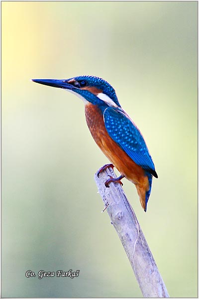 54_kingfisher.jpg - Kingfisher, Alcedo atthis, Vodomar, Mesto - Location: Backi Monotor, Serbia