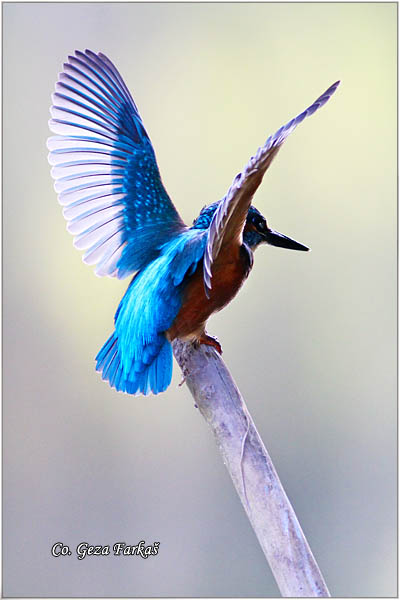 55_kingfisher.jpg - Kingfisher, Alcedo atthis, Vodomar, Mesto - Location: Backi Monotor, Serbia