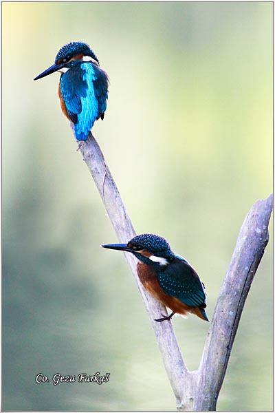 56_kingfisher.jpg - Kingfisher, Alcedo atthis, Vodomar, Mesto - Location: Backi Monotor, Serbia