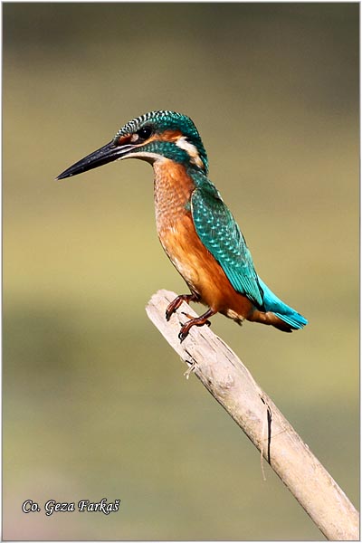 58_kingfisher.jpg - Kingfisher, Alcedo atthis, Vodomar, Mesto - Location: Backi Monotor, Serbia