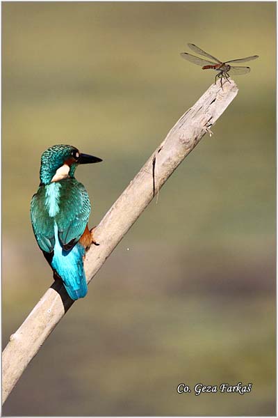 59_kingfisher.jpg - Kingfisher, Alcedo atthis, Vodomar, Mesto - Location: Backi Monotor, Serbia