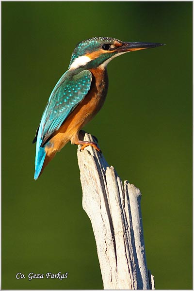 60_kingfisher.jpg - Kingfisher, Alcedo atthis, Vodomar, Mesto - Location: Backi Monotor, Serbia