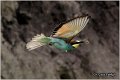 01_bee-eater