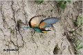 02_bee-eater