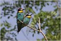 04_bee-eater