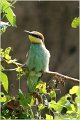 05_bee-eater