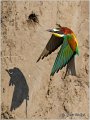 06_bee-eater