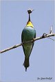07_bee-eater