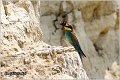 11_bee-eater