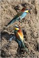 12_bee-eater