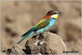 13_bee-eater