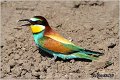 14_bee-eater