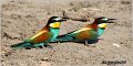 15_bee-eater