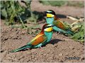 16_bee-eater