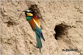 18_bee-eater