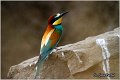 21_bee-eater