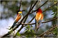 22_bee-eater