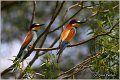 23_bee-eater