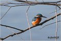 50_kingfisher
