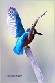 55_kingfisher