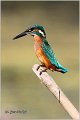 58_kingfisher