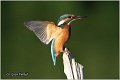 61_kingfisher