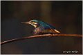 63_kingfisher