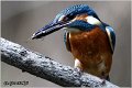 64_kingfisher